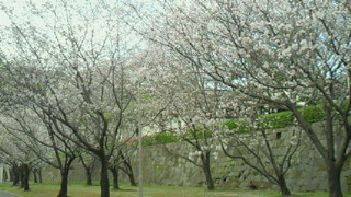 春爛漫