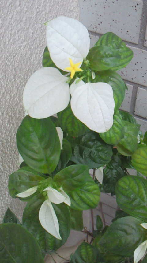 家の☆の花