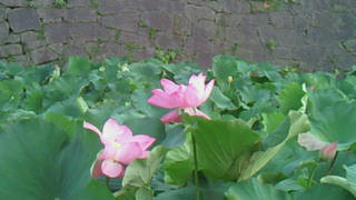 Ｐａｄｍａ＊鶴丸城跡にて