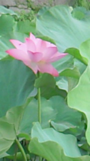 Ｐａｄｍａ＊鶴丸城跡にて