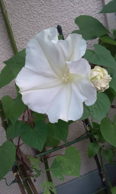 母から届いたメール
