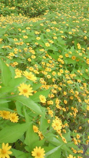 秋の花