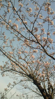 上を向いて歩こう