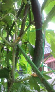 ミニ菜園