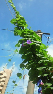 夏♪