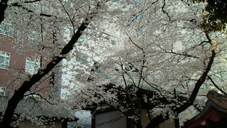 暑いです(<br />
 ☆。☆)