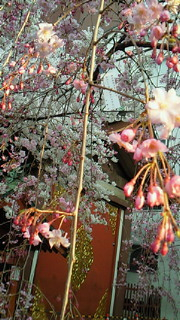 花見