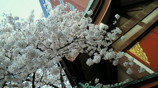 花見