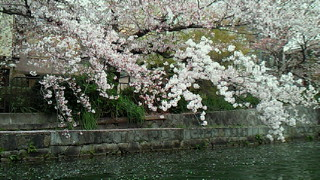 岡崎疎水＊桜回廊