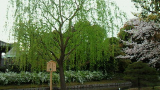 東寺の庭