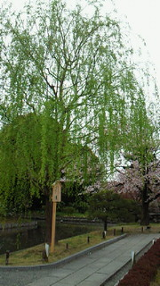 東寺の庭