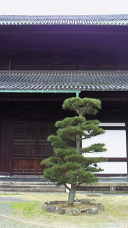 大好きな東福寺