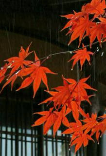 雨