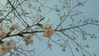 風