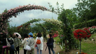 バラ園から吾平山稜