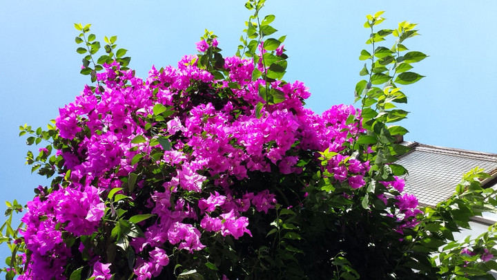 夏空