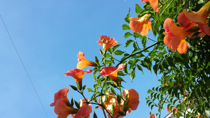 夏空