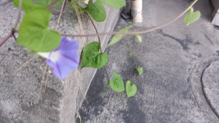 残暑