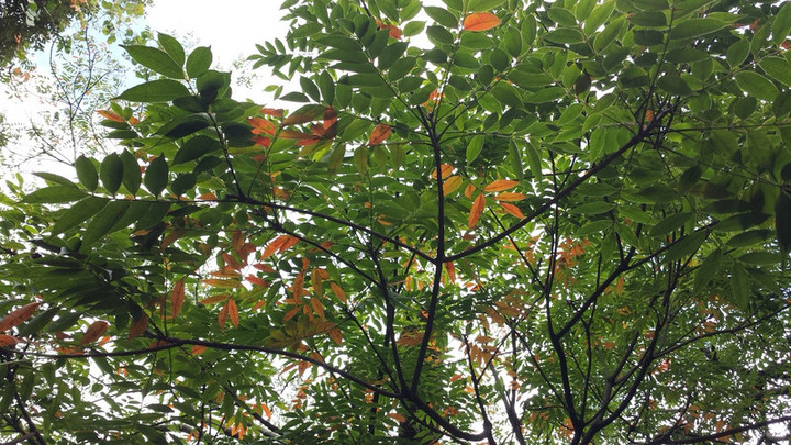 最近のエルグ木曜日