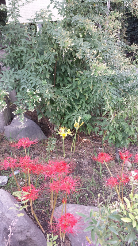 暑いですよねー