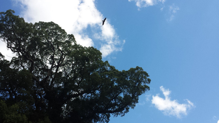 秋空