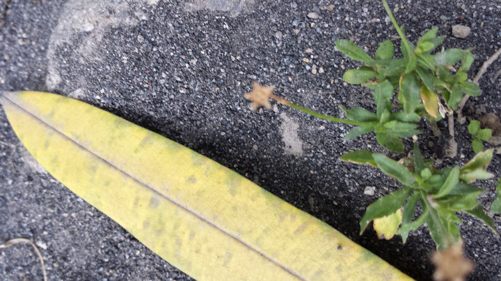 星花