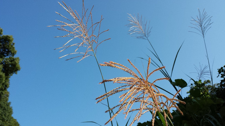 秋晴れ