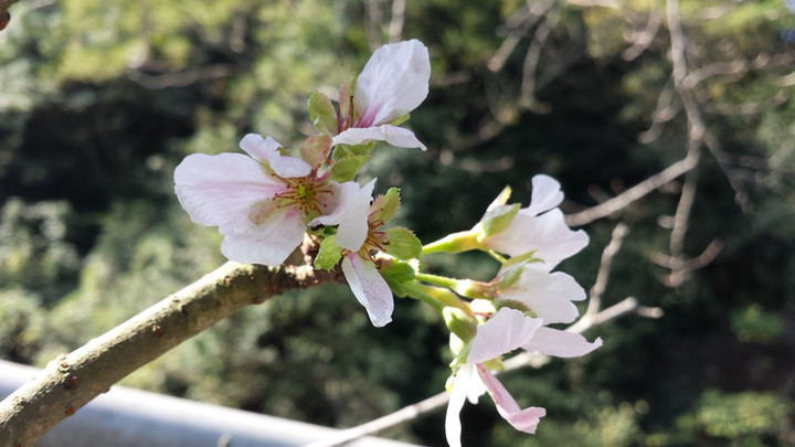 桜?
