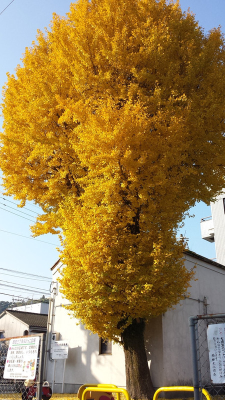 銀杏