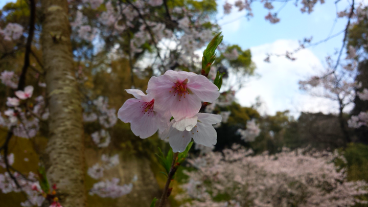 花冠