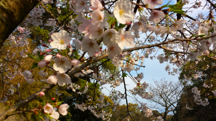 花冠