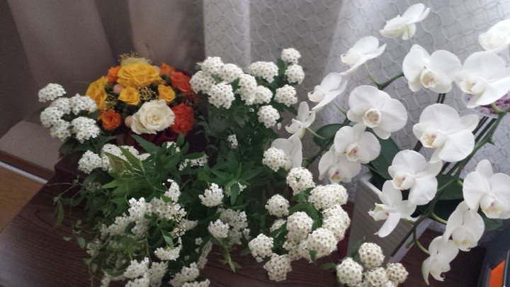 癒しの花