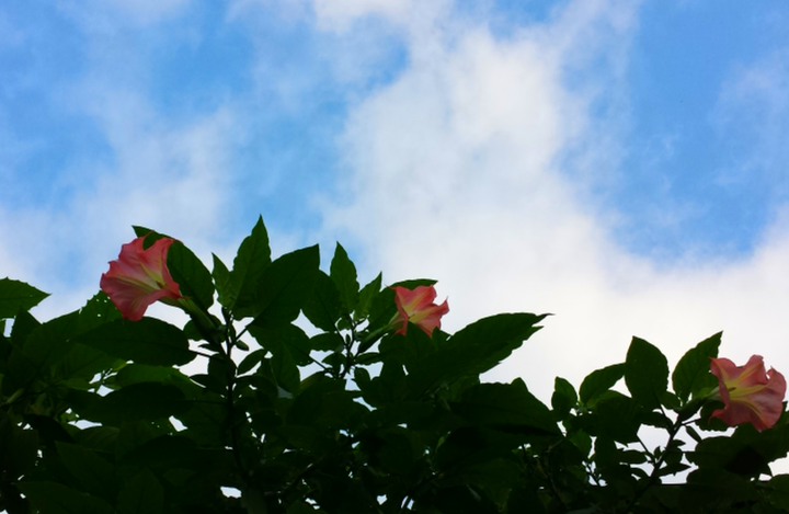 ありがたき空