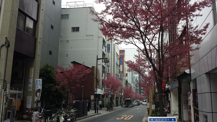桜まつり