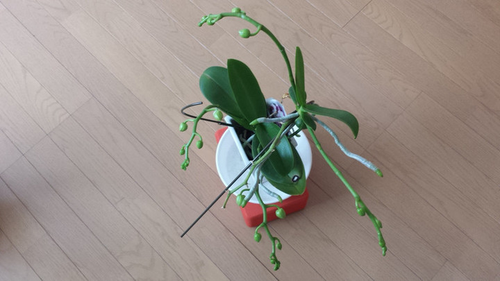 昨年の胡蝶蘭