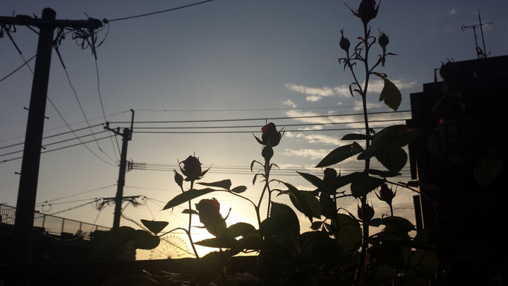 今朝