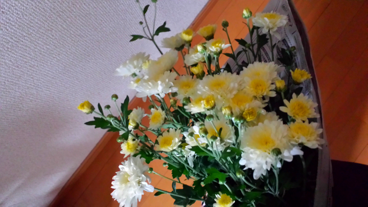 菊