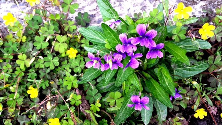 熊本大震災