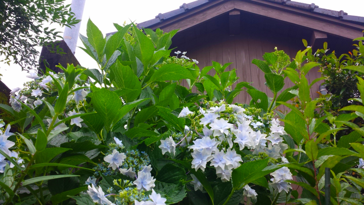 紫陽花