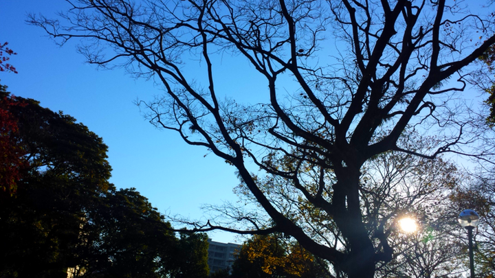 日曜の朝は