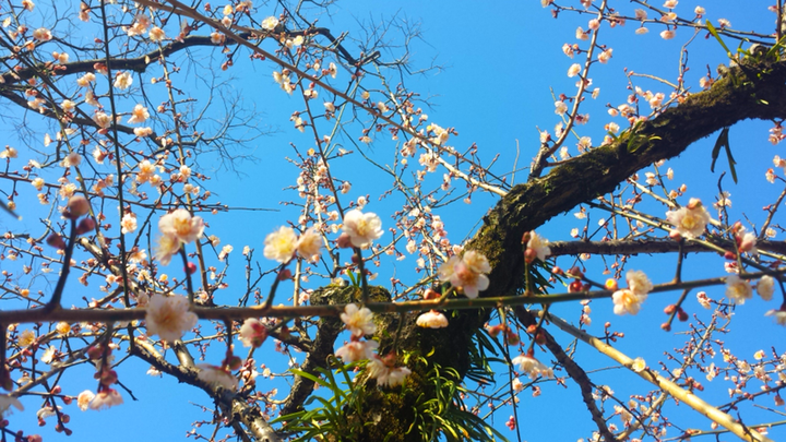 波長