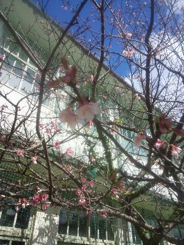 桜