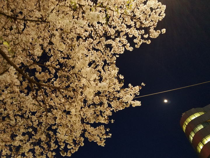 夜桜満喫