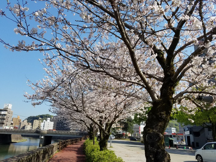 桜