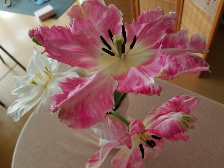 何の花？