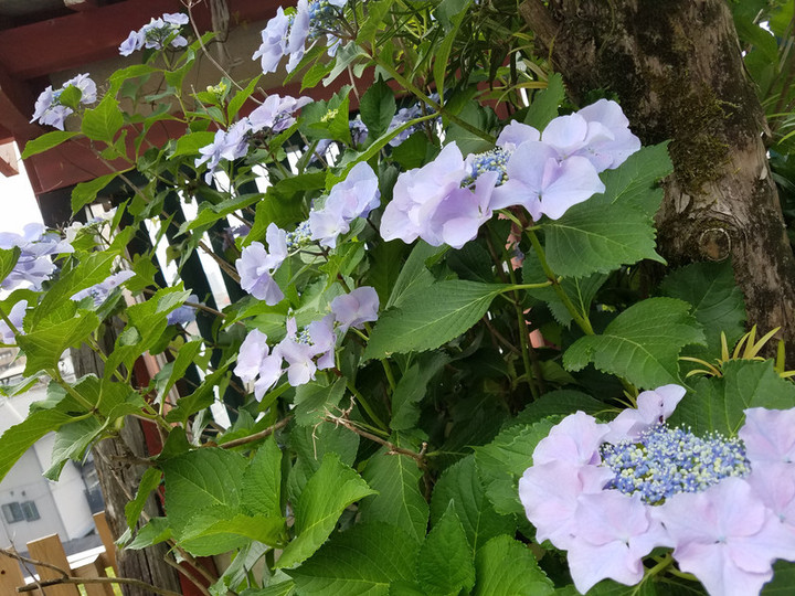 梅雨入り