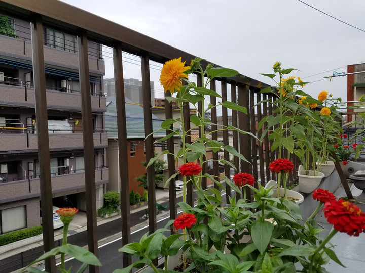 日曜テクノ