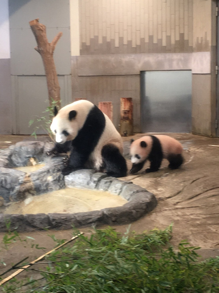 日曜テクノ