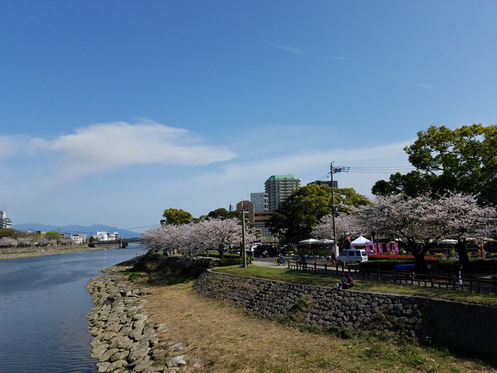 出勤前の花見気分