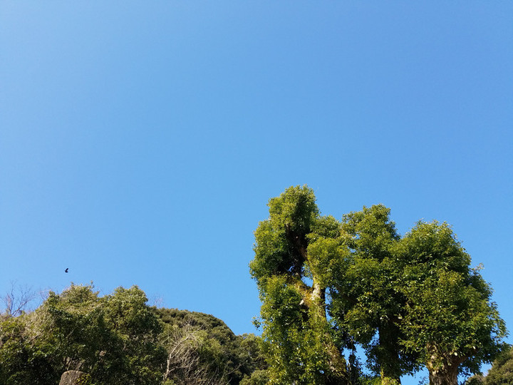 今朝の空